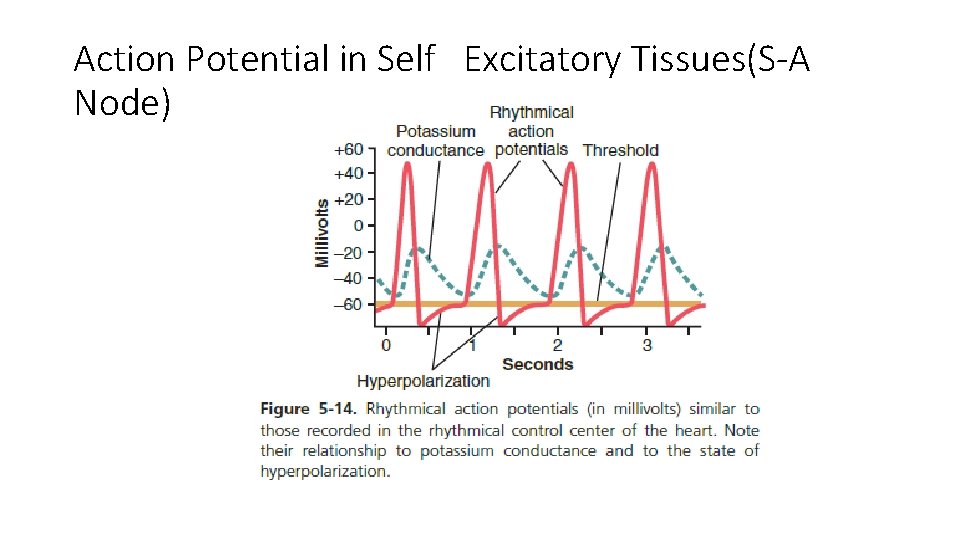 Action Potential in Self Excitatory Tissues(S-A Node) 