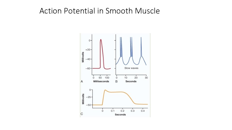 Action Potential in Smooth Muscle 