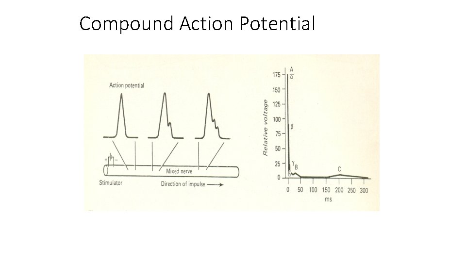 Compound Action Potential 