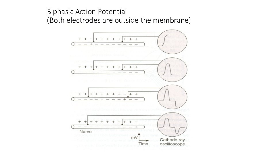 Biphasic Action Potential (Both electrodes are outside the membrane) 