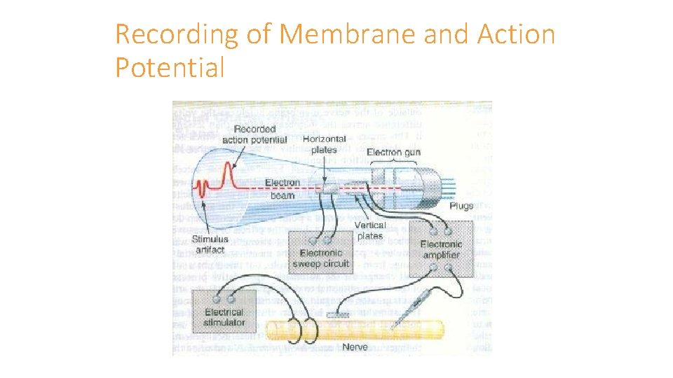 Recording of Membrane and Action Potential 