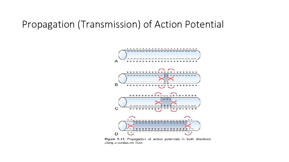 Propagation (Transmission) of Action Potential 