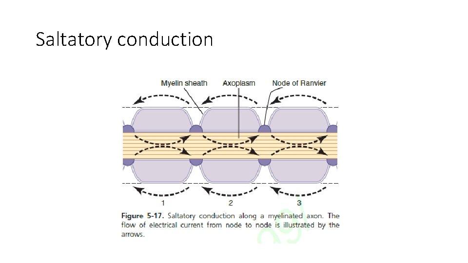 Saltatory conduction 