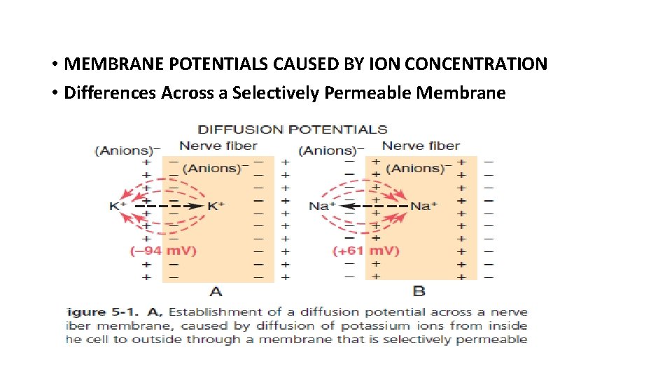  • MEMBRANE POTENTIALS CAUSED BY ION CONCENTRATION • Differences Across a Selectively Permeable