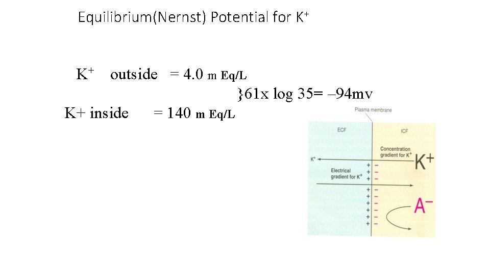 Equilibrium(Nernst) Potential for K+ KK+K outside = 4. 0 m Eq/L }61 x log