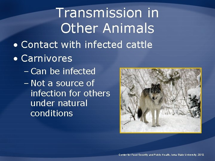 Transmission in Other Animals • Contact with infected cattle • Carnivores – Can be