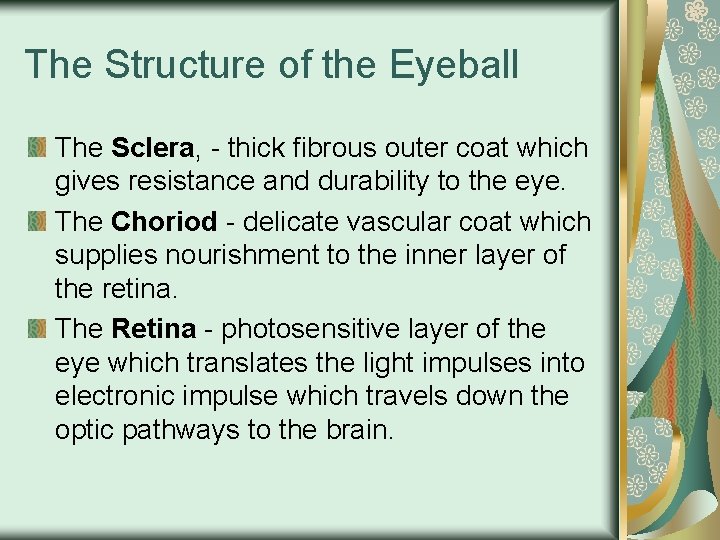 The Structure of the Eyeball The Sclera, - thick fibrous outer coat which gives