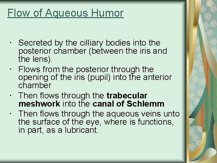 Flow of Aqueous Humor Secreted by the cilliary bodies into the posterior chamber (between