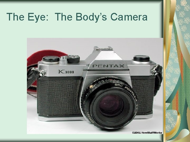 The Eye: The Body’s Camera 