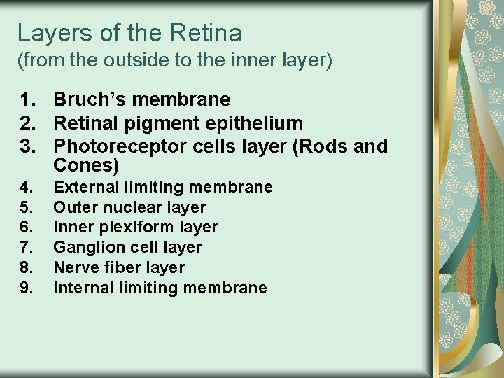 Layers of the Retina (from the outside to the inner layer) 1. Bruch’s membrane