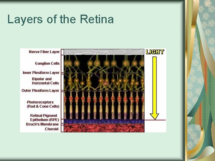 Layers of the Retina 