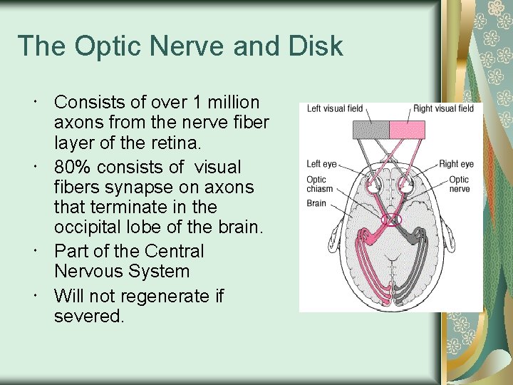 The Optic Nerve and Disk Consists of over 1 million axons from the nerve