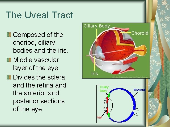 The Uveal Tract Composed of the choriod, ciliary bodies and the iris. Middle vascular