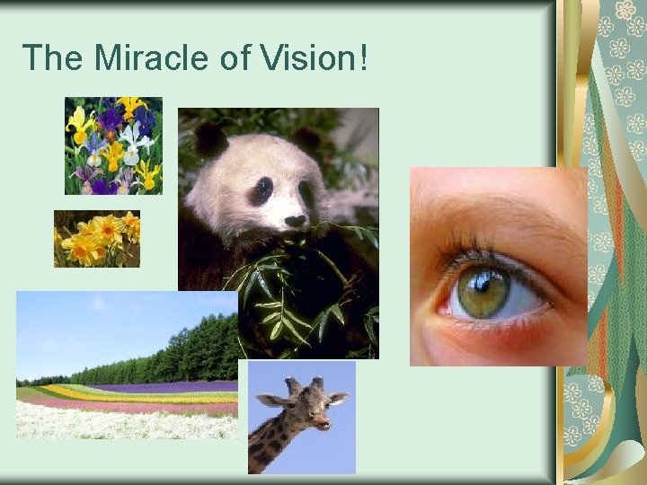 The Miracle of Vision! 
