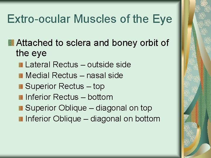 Extro-ocular Muscles of the Eye Attached to sclera and boney orbit of the eye