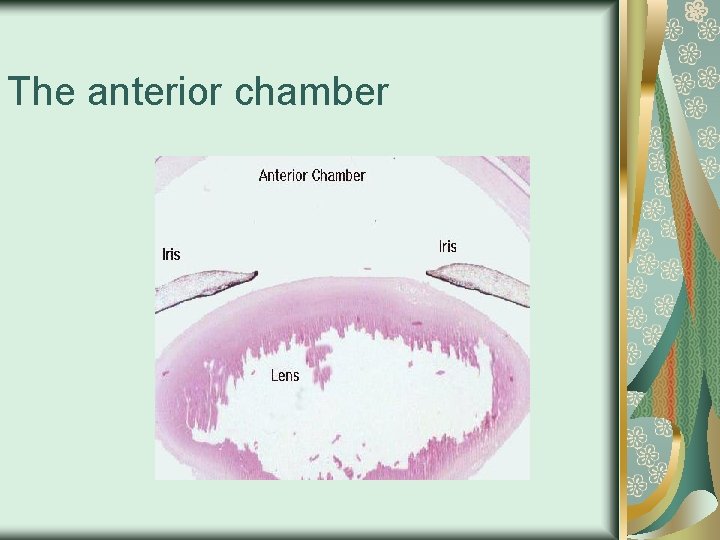 The anterior chamber 