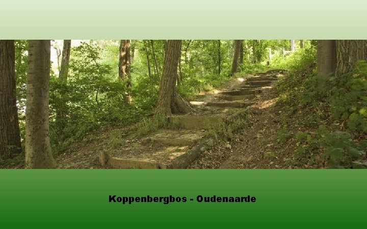 Koppenbergbos - Oudenaarde 