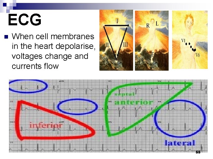 ECG n When cell membranes in the heart depolarise, voltages change and currents flow