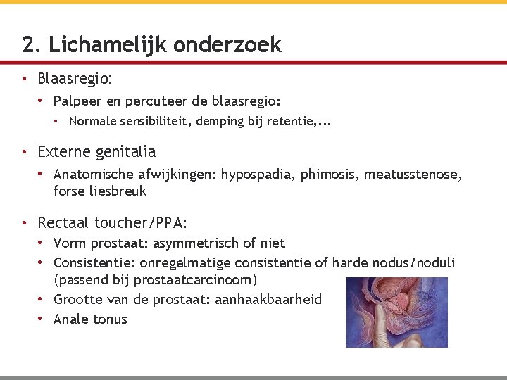 2. Lichamelijk onderzoek • Blaasregio: • Palpeer en percuteer de blaasregio: • Normale sensibiliteit,