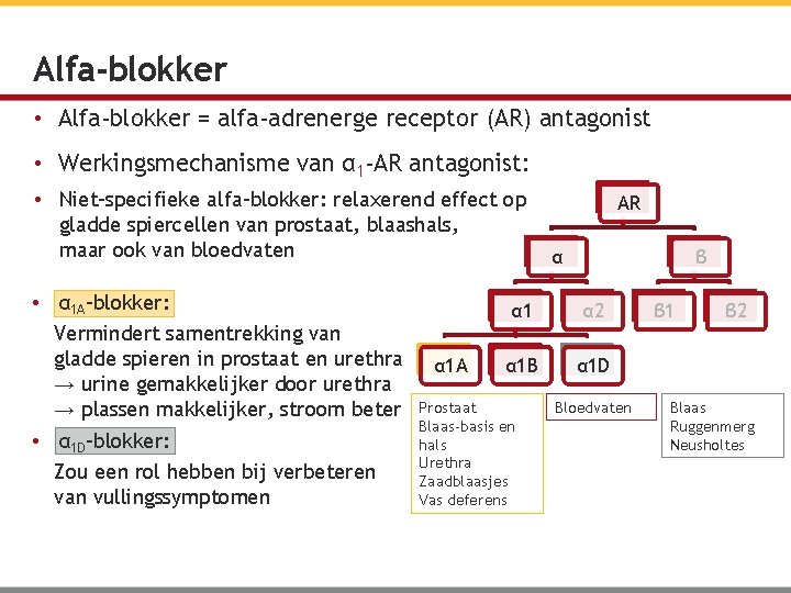 Alfa-blokker • Alfa-blokker = alfa-adrenerge receptor (AR) antagonist • Werkingsmechanisme van α 1 -AR