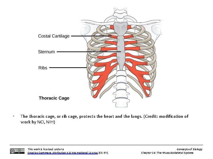  • The thoracic cage, or rib cage, protects the heart and the lungs.