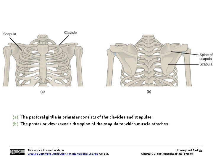 (a) The pectoral girdle in primates consists of the clavicles and scapulae. (b) The