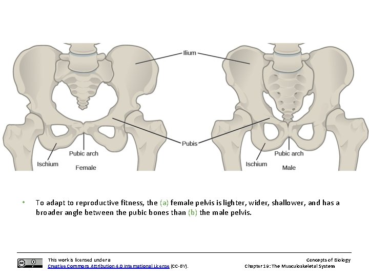  • To adapt to reproductive fitness, the (a) female pelvis is lighter, wider,