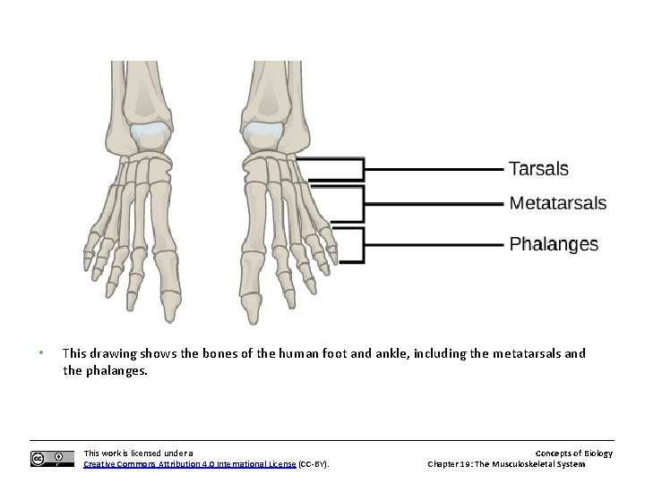  • This drawing shows the bones of the human foot and ankle, including