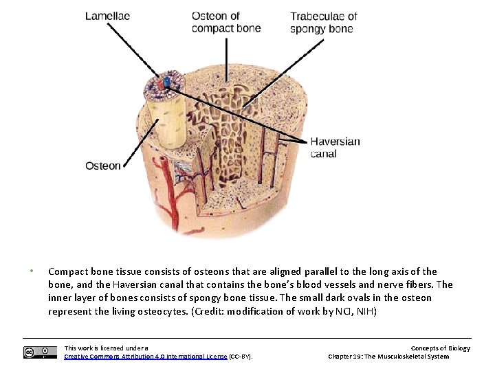  • Compact bone tissue consists of osteons that are aligned parallel to the