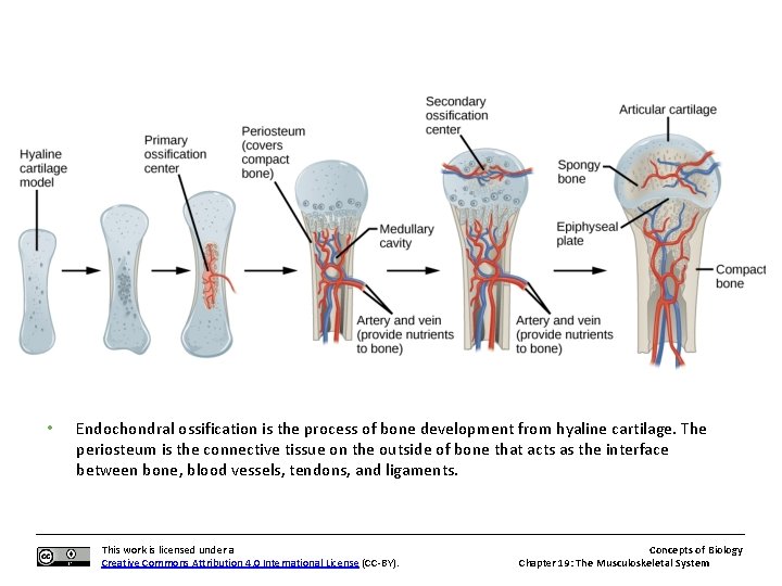  • Endochondral ossification is the process of bone development from hyaline cartilage. The