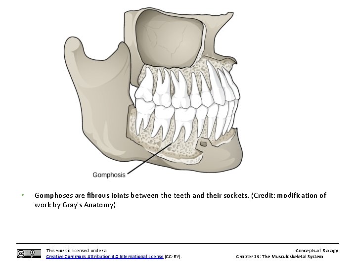  • Gomphoses are fibrous joints between the teeth and their sockets. (Credit: modification