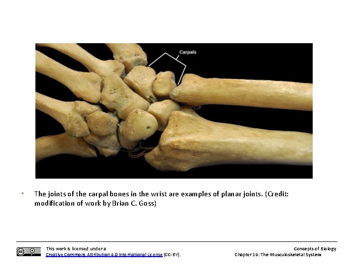  • The joints of the carpal bones in the wrist are examples of