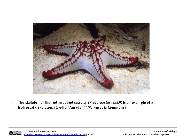  • The skeleton of the red-knobbed sea star (Protoreaster linckii) is an example