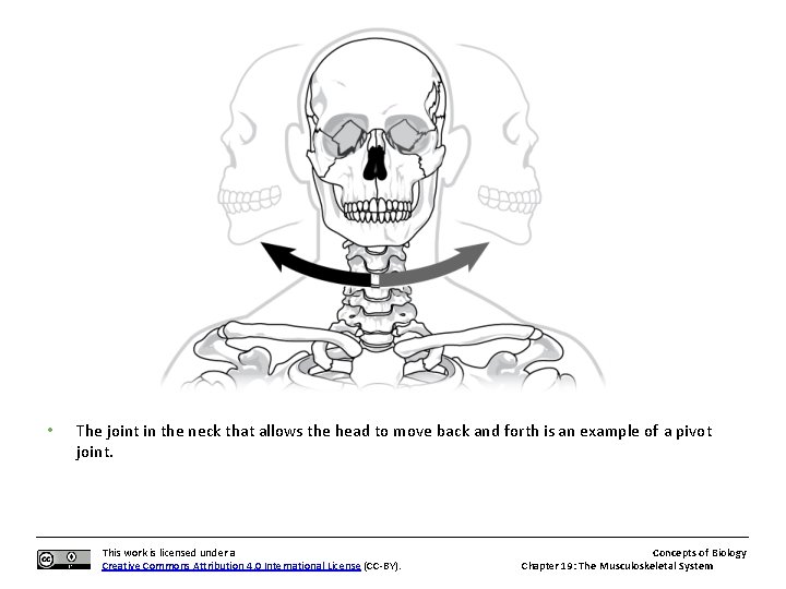  • The joint in the neck that allows the head to move back