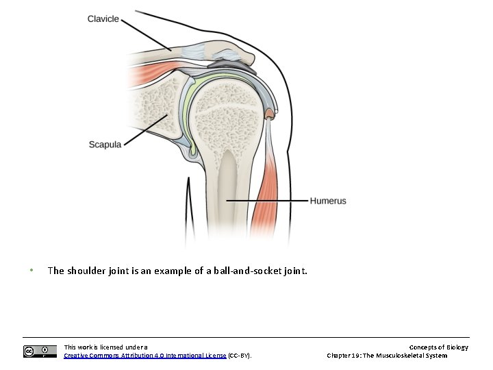 • The shoulder joint is an example of a ball-and-socket joint. This work
