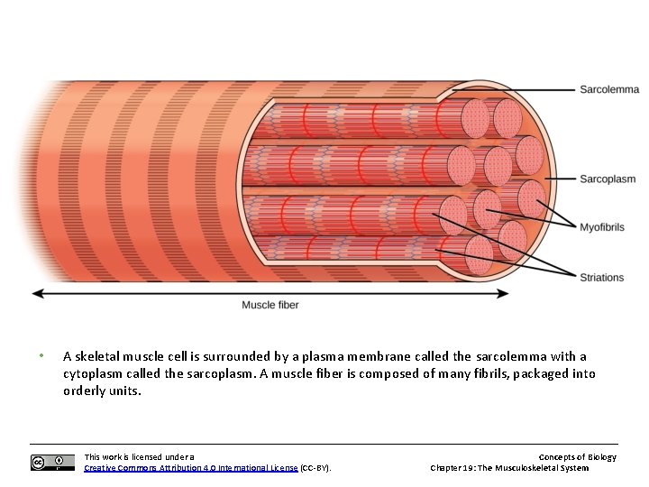  • A skeletal muscle cell is surrounded by a plasma membrane called the