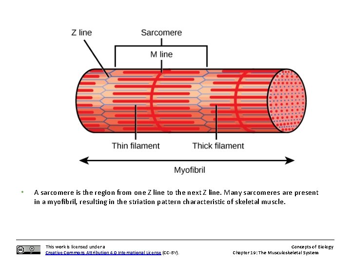  • A sarcomere is the region from one Z line to the next