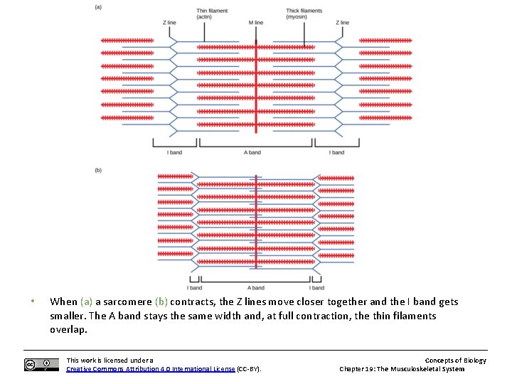  • When (a) a sarcomere (b) contracts, the Z lines move closer together