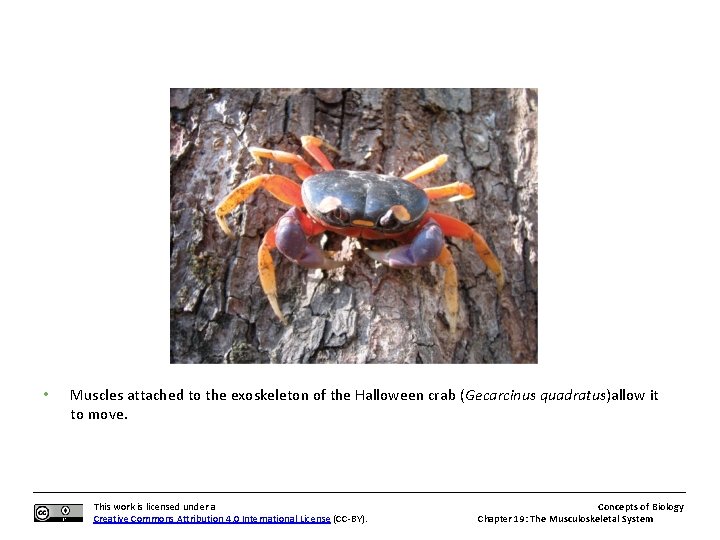  • Muscles attached to the exoskeleton of the Halloween crab (Gecarcinus quadratus)allow it