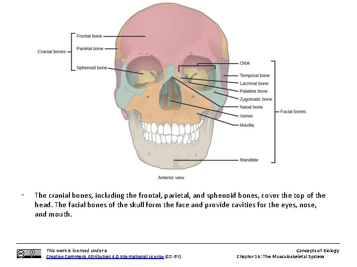  • The cranial bones, including the frontal, parietal, and sphenoid bones, cover the