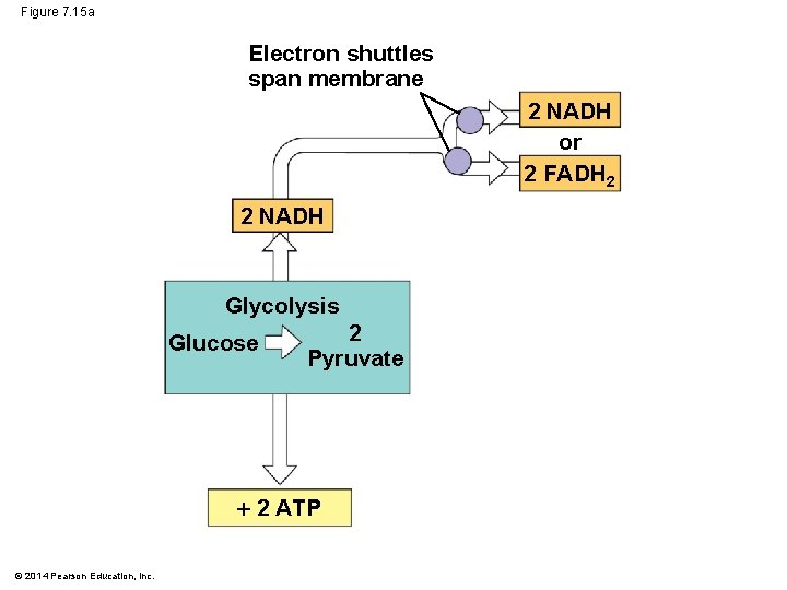 Figure 7. 15 a Electron shuttles span membrane 2 NADH or 2 FADH 2