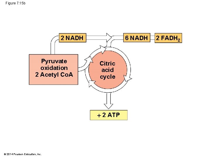 Figure 7. 15 b 2 NADH Pyruvate oxidation 2 Acetyl Co. A 6 NADH