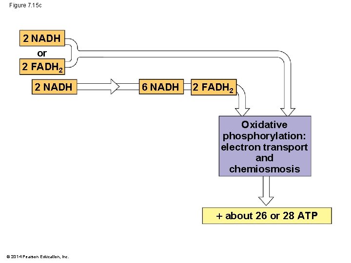 Figure 7. 15 c 2 NADH or 2 FADH 2 2 NADH 6 NADH