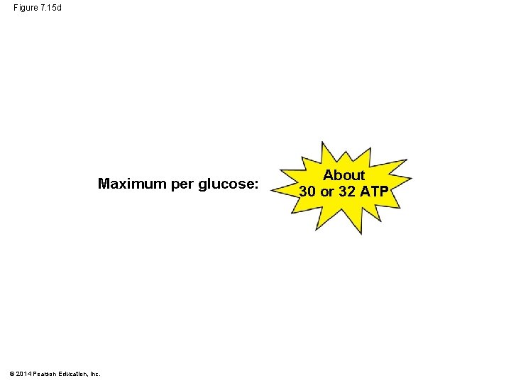 Figure 7. 15 d Maximum per glucose: © 2014 Pearson Education, Inc. About 30