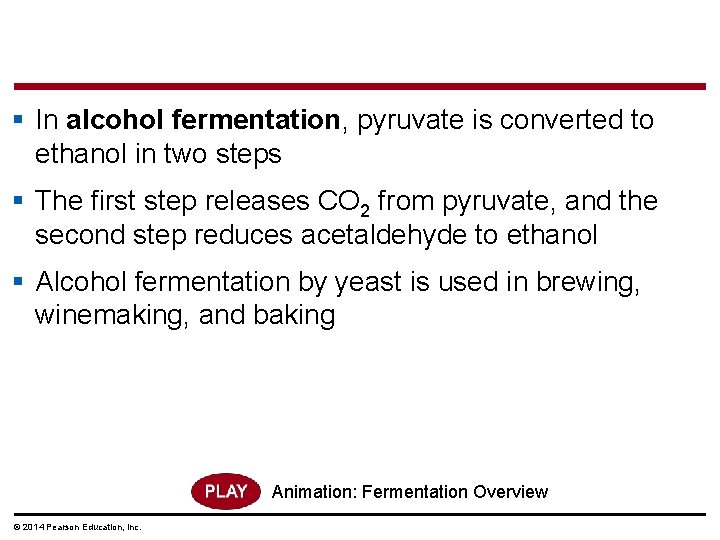 § In alcohol fermentation, pyruvate is converted to ethanol in two steps § The