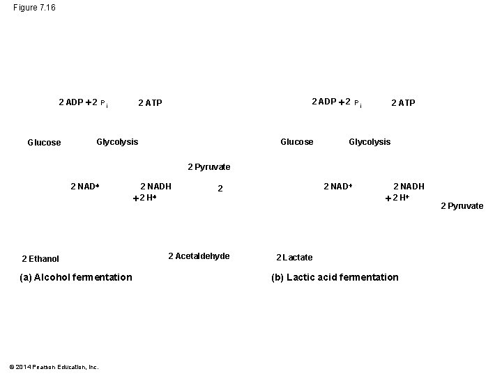 Figure 7. 16 2 ADP 2 P i Glucose 2 ADP 2 P i