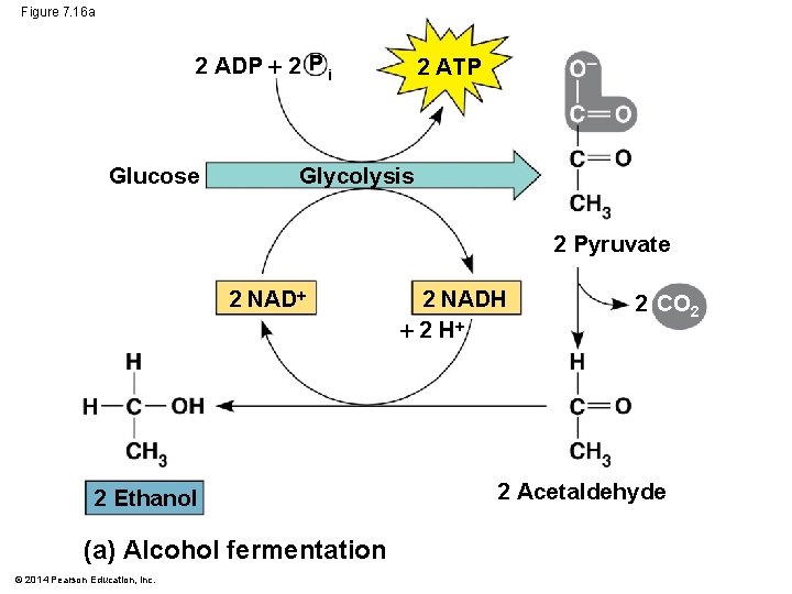 Figure 7. 16 a 2 ADP 2 P i Glucose 2 ATP Glycolysis 2