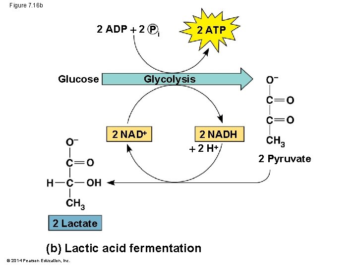 Figure 7. 16 b 2 ADP 2 P i Glucose 2 ATP Glycolysis 2
