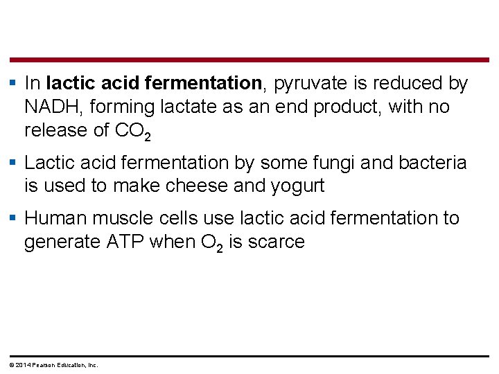 § In lactic acid fermentation, pyruvate is reduced by NADH, forming lactate as an