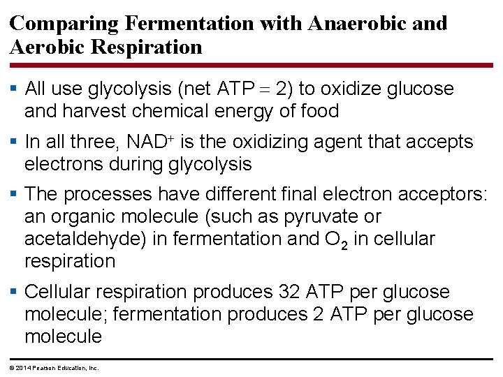 Comparing Fermentation with Anaerobic and Aerobic Respiration § All use glycolysis (net ATP 2)